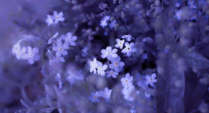 close up on purple flowers