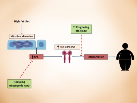 How LPS-derived metabolic endotoxemia results in obesity onset