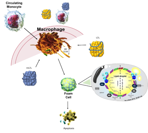 circulating moncyte, macrophage and foam cell