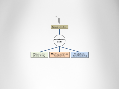 metagenomics, metaranscriptomics, and metabolodics diagram