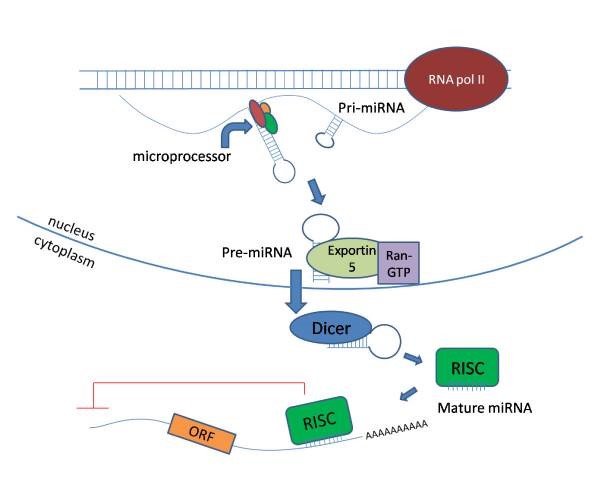 microRNA – Small RNA, Enormous Powers