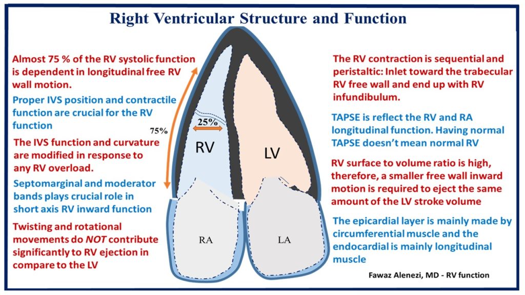 Right Ventricular Structure and Function