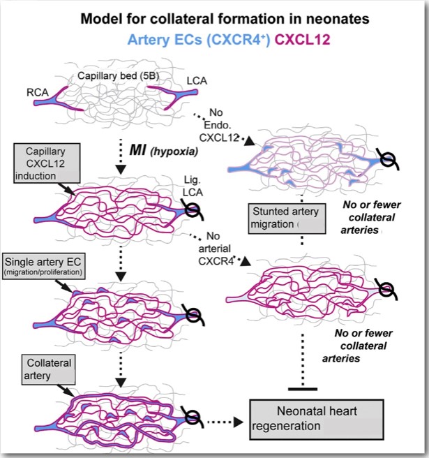 Figure 3: Induction of capillary CXCL12 attracts CXCR4 expressing artery cells out from arteries and into the watershed, where they subsequently proliferate and reassemble into collateral arteries (source: reference 1)