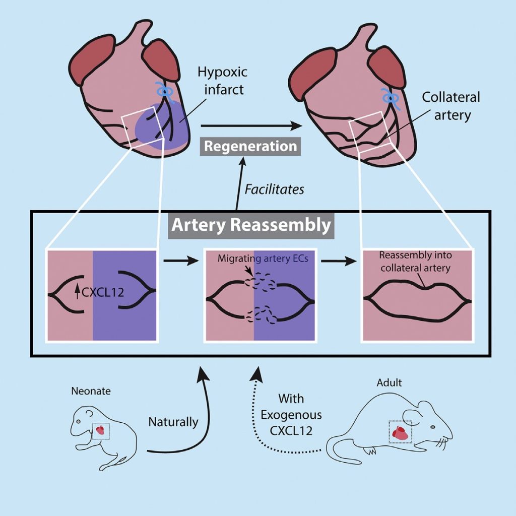 Figure 4: Formation of unique collateral arteries promotes neonate heart regeneration (source: reference 1)
